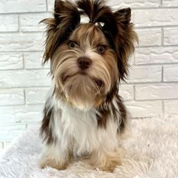 Zues - Chocolate tan and white male Biewer Terrier puppy in Greenwood, South Carolina from Sweet Southern Puppies
