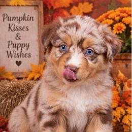 Patch - Red merle male Miniature American Shepherd puppy in Plant City, Florida from Osborne & Stormborn FL Kennels