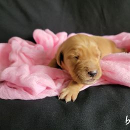 Black collar - Golden Golden Retriever puppy in Montana from Sharee's Golden Retrievers