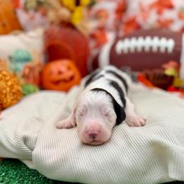 Holly - Black and white female Sheepadoodle puppy in Willacoochee, Georgia from Kitandkboodle's Doodles