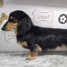 Gatsby - Dachshund