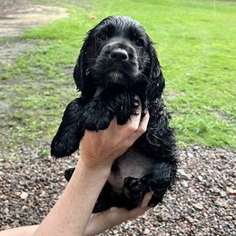 English Cocker Spaniel Puppies from Rock Moss Farm and Kennel