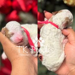 Belle - Parti female Poodle puppy in Belleville, New Jersey from TK Poodles