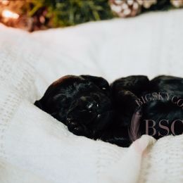 Teal collar - Black female Cockapoo puppy in Missoula, Montana from Big Sky Cockapoos