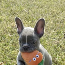 French Bulldogs from KC Family Frenchies LLC