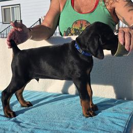Bjorn - Black and rust male Doberman Pinscher puppy in Terrebonne, Oregon from Von Traumhaft Shon Dobermans