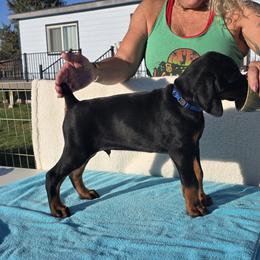 Bjorn - Black and rust male Doberman Pinscher puppy in Terrebonne, Oregon from Von Traumhaft Shon Dobermans