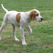 German Shorthaired Pointer and Pointer Puppies from Paladen