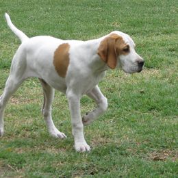 German Shorthaired Pointer and Pointer Puppies from Paladen