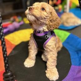 Australian Labradoodle Puppies from Blue Line Doodles of Arizona