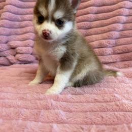 Mira - Chocolate female Pomsky puppy in Aberdeen, Idaho from Willow Creek Cresteds