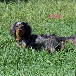Opal - Dachshund