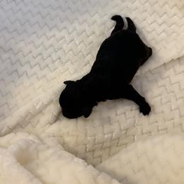 Swayze - Black male Poodle puppy in Tallahassee, Florida from Bows and Bow Ties