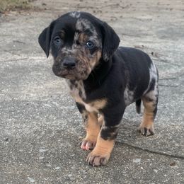 Girl 3 - Blue merle female Catahoula Leopard Dog puppy in Gadsden, Alabama from Rich Cat’s