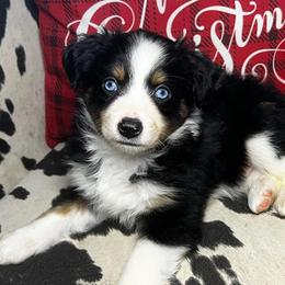 Toy Australian Shepherd Puppies from Kickapoo Creek Toy Aussies