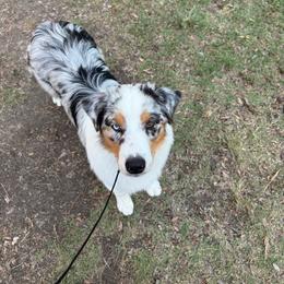 Potter - Blue merle male Australian Shepherd puppy in Lakewood, California from Cloud Nine Kennel