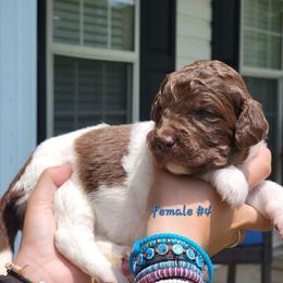 Girl 4 - female Newfypoo puppy in Shelby, Alabama from New Life Family Farm