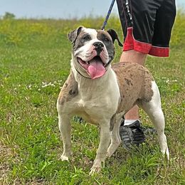 Rexy - Alapaha Blue Blood Bulldog