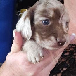 Chocolate dapple - Dapple female Dachshund puppy in Port Charlotte, Florida from Vicki's Dachshund Crossing