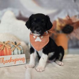 Elvis - Black male Double Doodle puppy in Prescott Valley, Arizona from Ramirez Family Doodles