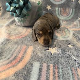 Dachshund Puppies from M&M Pups