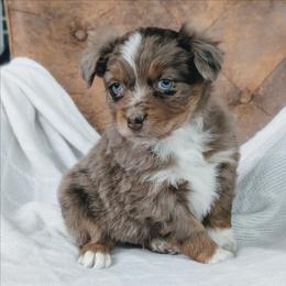 Rusty - Red merle male Australian Shepherd puppy in Yakima, Washington from Naches Heights Ranch