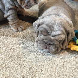 Bulldog Puppies from Gavier’s Classy Bulldogs