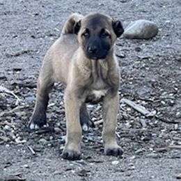 Anatolian Shepherd Dogs and Russell Terriers from SUBLIME JACKS N ANATOLIANS