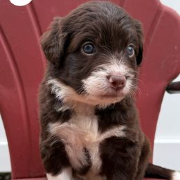 Ina - White and red female Bordoodle puppy in Creston, Ohio from Borders of Eby Eden