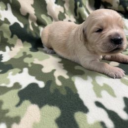 Golden Retriever Puppies from R & K Golden Acres LLC