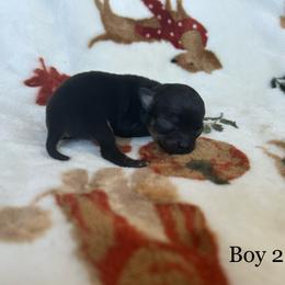 Milo - Black and tan male Chihuahua puppy in Beckemeyer, Illinois from Guardian’s of the Chihuahuas