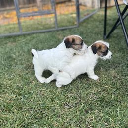 Russell Terrier Puppies from Roger's Russell Terriers