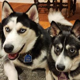 Pomskies from Pomsky Momsky