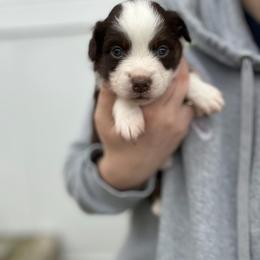 Dipper - Red tri-color male Miniature American Shepherd puppy in Greenwood, Indiana from Barnaby’s Barn Dog’s