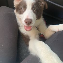 Border Collie Puppies from Willow Spring Border Collies