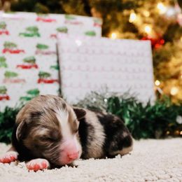 Miniature Australian Shepherd Puppies from Broken T Australian Shepherds