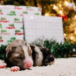 Miniature Australian Shepherd Puppies from Broken T Australian Shepherds