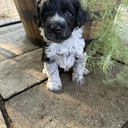 Portuguese Water Dog Puppies from Lawless Portuguese Water Dogs