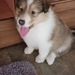 Collie Puppies from Dove Creek Collies