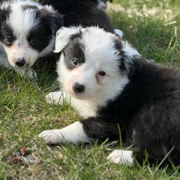 Ruthie - Black and white female Border Collie puppy in Lakeview, Michigan from Haven Creek Farm