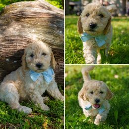 Goldendoodle Puppies from Brazos Valley Goldendoodles