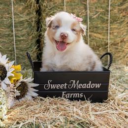 Australian Shepherd Puppies from Sweet Meadow Farms