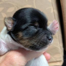 Miles - Parti male Yorkshire Terrier puppy in Gatesville, Texas from KontryKritterz Yorkies