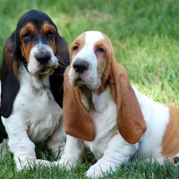 Basset Hounds from Renaissance Bassets