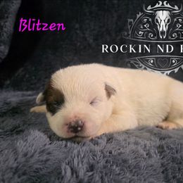Blitzen - Red speckled female Australian Cattle Dog puppy in Silsbee, Texas from Rockin ND Ranch