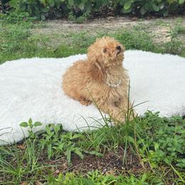 Bambi - Apricot male Poodle puppy in Florida from Puppies Forever 💙❤️🐶