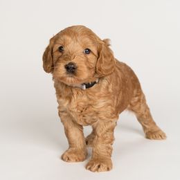 Boy 4 - Australian Labradoodle puppy in Darien, Connecticut from Nutmeg by the Sea Australian Labradoodles