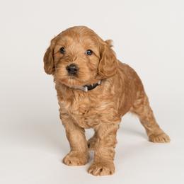 Boy 4 - Australian Labradoodle puppy in Darien, Connecticut from Nutmeg by the Sea Australian Labradoodles
