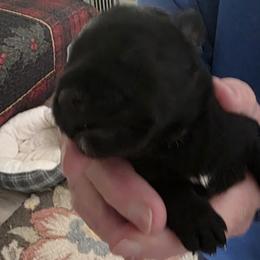 Girl 3 - Black female Miniature Schnauzer puppy in Fresno, California from Findell Kennel, LLC