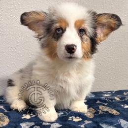 Jacko - Brindle merle and white male American Corgi puppy in Hico, Texas from Chisholm Trail Kennels